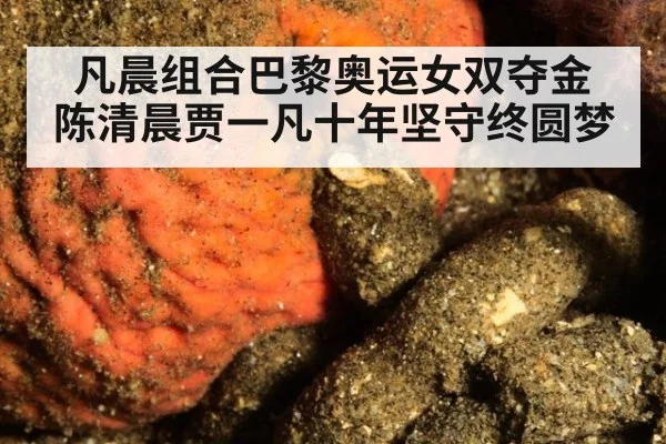 凡晨组合巴黎奥运女双夺金 陈清晨贾一凡十年坚守终圆梦